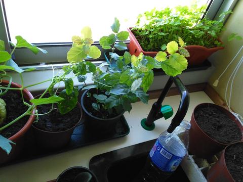 Crescimento das plantas em abril